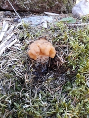 Gyromitra gigas
