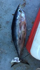 Thunnus atlanticus