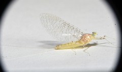 Maccaffertium terminatum terminatum