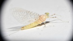 Maccaffertium terminatum terminatum