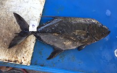 Caranx lugubris