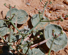 Eriogonum rotundifolium