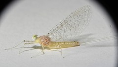 Maccaffertium terminatum terminatum