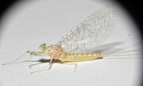 Maccaffertium terminatum (Walsh, 1862)