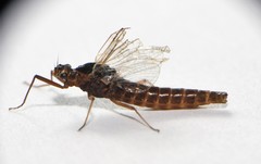 Leptophlebia cupida