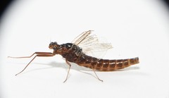 Leptophlebia cupida