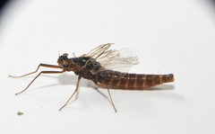 Leptophlebia cupida