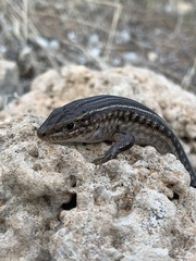 Ctenotus spaldingi