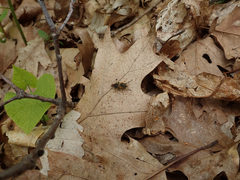 Teuchocnemis lituratus