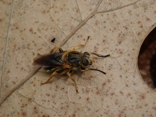 Black Spur Fly photo 3