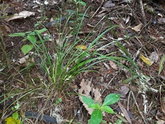 Carex solandri