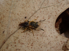 Teuchocnemis lituratus