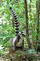Lemur catta