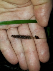 Carex solandri