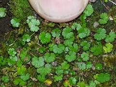 Hydrocotyle microphylla