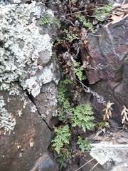 Oeosporangium