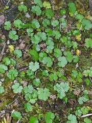 Hydrocotyle microphylla