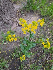 Barbarea vulgaris