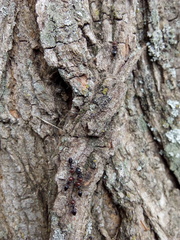 Crematogaster scutellaris