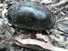Kinosternon subrubrum