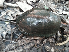 Kinosternon subrubrum