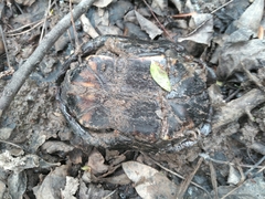 Kinosternon subrubrum