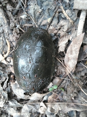 Kinosternon subrubrum