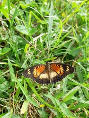 Junonia sophia