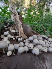 Coprinellus micaceus