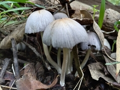 Coprinellus micaceus