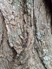 Crematogaster scutellaris