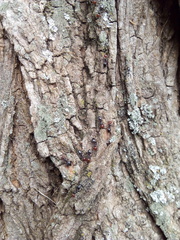 Crematogaster scutellaris