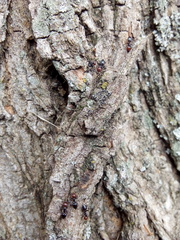 Crematogaster scutellaris