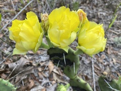 Opuntia lata