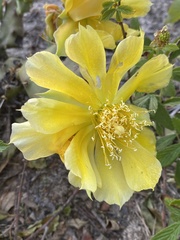 Opuntia lata