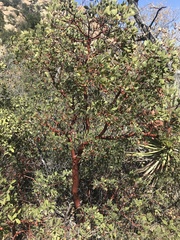 Arctostaphylos pungens