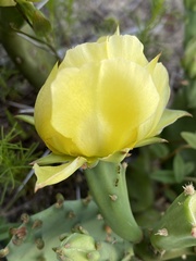 Opuntia lata