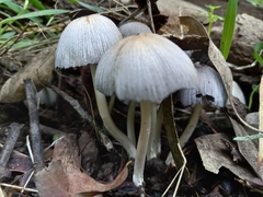 Coprinellus micaceus