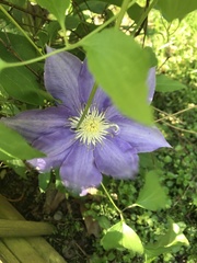 Clematis florida