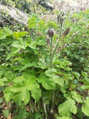 Heracleum sphondylium