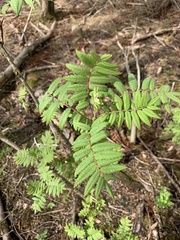 Sorbus aucuparia