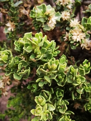 Baccharis santelicis