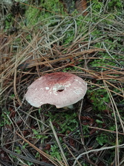 Agaricus austrovinaceus