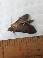 Rhectocraspeda periusalis