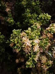 Baccharis santelicis