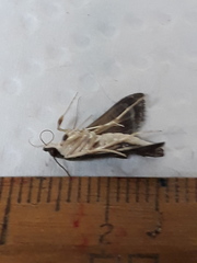 Rhectocraspeda periusalis