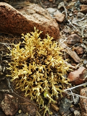 Azorella trisecta