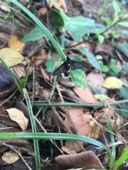 Psichotoe duvaucelii