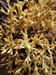 Azorella trisecta
