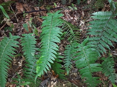 Cranfillia vulcanica